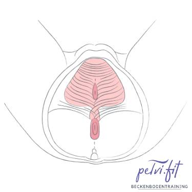 Beckenboden, Training, Effektiv, Blasenschwäche, Inkontinenz, Kegelübungen, Wieder richtig anspannen, EMP, Fitness, Training, Vorteile, Beckenbodenstuhl, Potenz, Rückbildung, Potent, Libido, Sexualität, pelvi.fit, pelvifit, Gevelsberg, Sprockhövel, Wetter, Hattingen, Bochum, Auf Knopfdruck